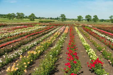 Çiçekli güllerle dolu renkli tarlalar, açık havada yaz.