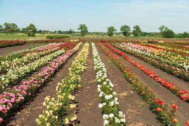 Çiçekli güllerle dolu renkli tarlalar, açık havada yaz.
