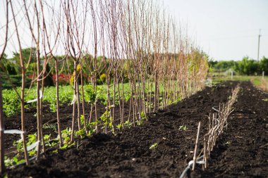 Kuraklıktan kaynaklanan su filizleri ve filizleri.