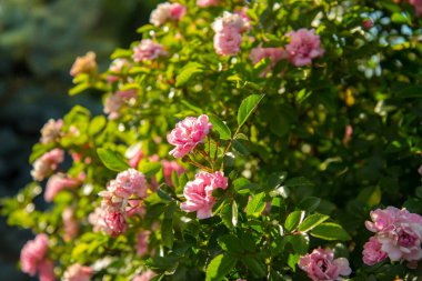 Dekoratif ağaç standart gülleri, yakın plan pembe çiçekli..