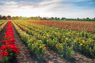 Yazın açık havada gün batımında çiçek açan güllerle dolu renkli tarlalar.