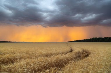 Buğday hasadıyla tarlaların üzerinde fırtına hortumları ve mezoklonlar. Gün batımında kara bulutlar,