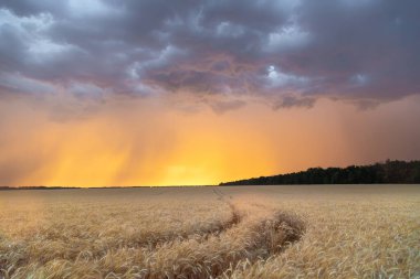 Gün batımında bir buğday tarlasının üzerinde kara bulutlar. Teksas eyaletinde bir kasırganın başlangıcı.