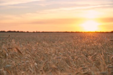 Güneşin günbatımında olgunlaşmış buğday tarlaları.