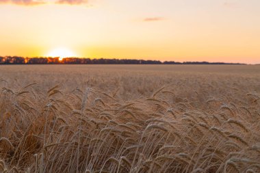 Buğday tarlası güneşinin yaz manzarası