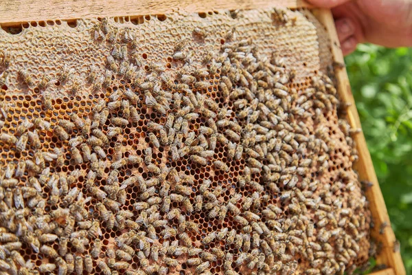 Abejas Trabajadoras Panales Colmenar Apicultor Cosecha Miel —  Fotos de Stock