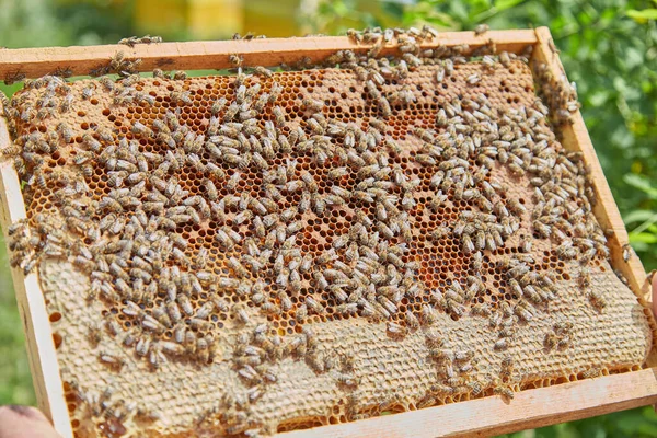 Трудолюбивые Пчелы Сотах Пасеке Пчеловод Жатвы Мед — стоковое фото