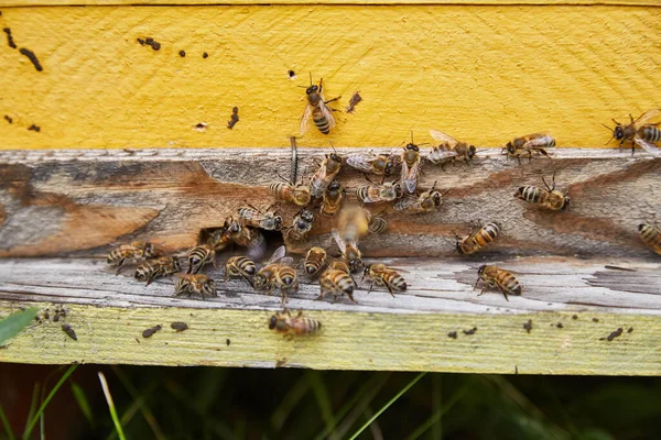 Μέλισσα Οικογένεια Μια Ξύλινη Κυψέλη — Φωτογραφία Αρχείου