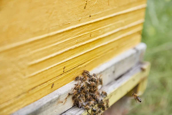 Familia Abejas Una Colmena Madera —  Fotos de Stock