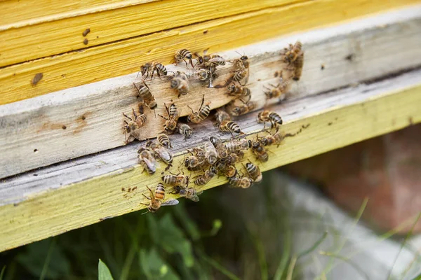 Arı ailesi tahta bir arı kovanında.