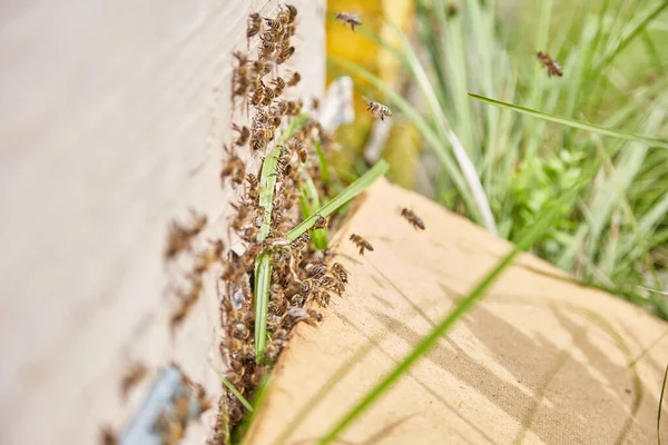 Пчелиная Семья Деревянном Улье — стоковое фото