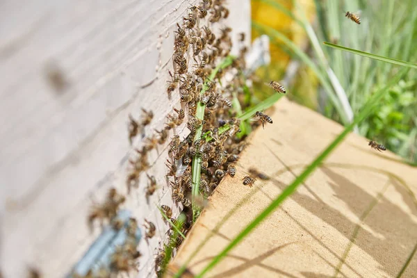 Пчелиная Семья Деревянном Улье — стоковое фото