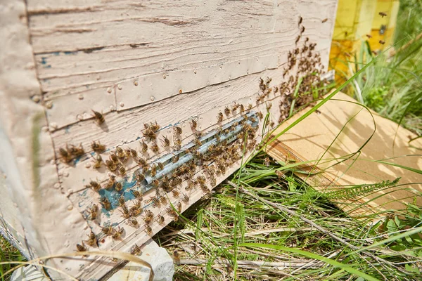 Μέλισσα Οικογένεια Μια Ξύλινη Κυψέλη — Φωτογραφία Αρχείου
