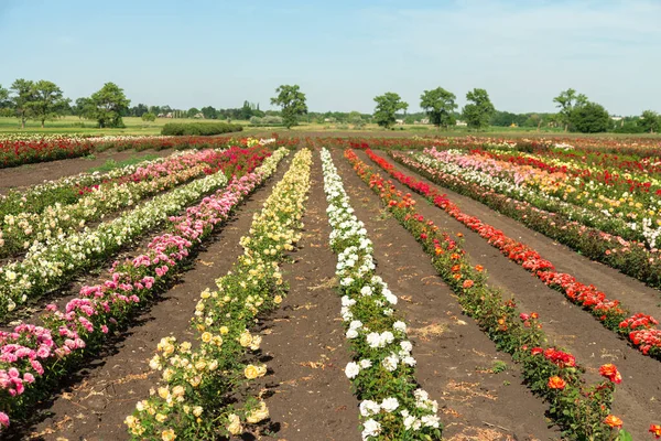 Színes Mezők Virágzó Rózsákkal Nyári Szabadban — Stock Fotó