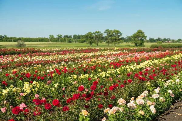Πολύχρωμα Πεδία Ανθισμένα Τριαντάφυλλα Καλοκαίρι Εξωτερικούς Χώρους — Φωτογραφία Αρχείου