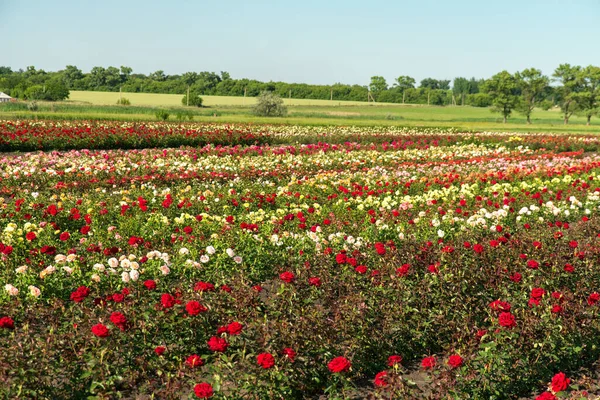 colorful fields with blooming roses, summer outdoors