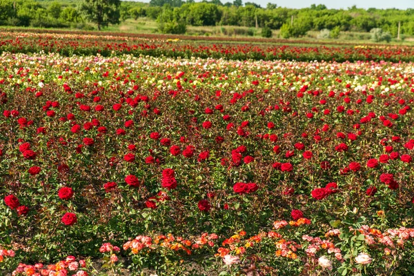 Campos Coloridos Com Rosas Florescentes Verão Livre — Fotografia de Stock