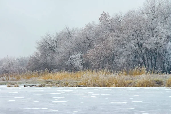 Árvores Hoarfrost Lago Congelado Dia Inverno — Fotografia de Stock