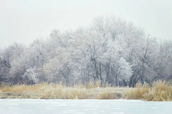 Alberi Hoarfrost Lago Ghiacciato Una Giornata Invernale — Foto Stock