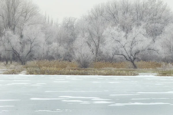 Drzewa Mrozie Zamarznięte Jezioro Zimowy Dzień — Zdjęcie stockowe
