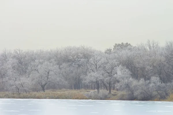 Alberi Hoarfrost Lago Ghiacciato Una Giornata Invernale — Foto Stock