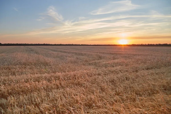 Campo Maduro Trigo Luz Del Sol — Foto de Stock