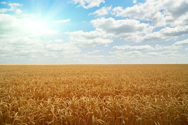 Пшеничне Поле Блакитне Хмарне Небо Літній Пейзаж — стокове фото