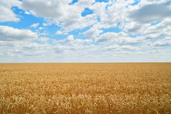 麦畑と青空 夏の風景 — ストック写真