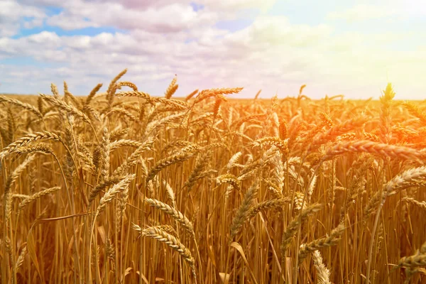 Buğday Tarlası Mavi Bulutlu Gökyüzü Yaz Manzarası — Stok fotoğraf
