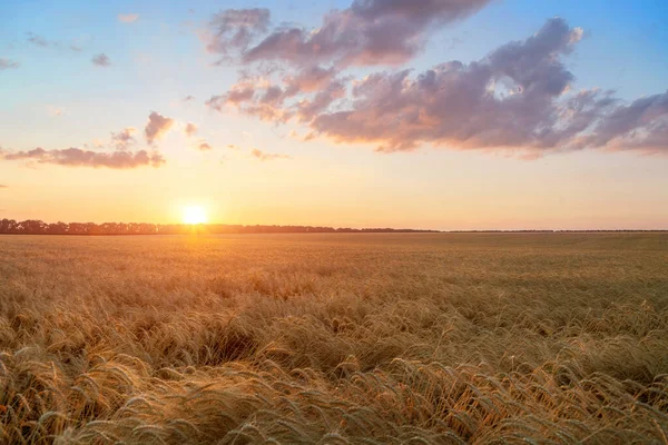 Zomerlandschap Van Tarwegewas Veld Zonsondergang — Stockfoto