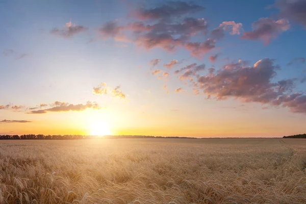 Letní Krajina Pšeničného Pole Sunse — Stock fotografie