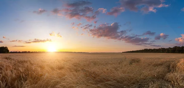 Weizenernte Feld Sonnenuntergang Landschaft Panorama — Stockfoto