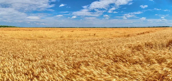 Vernietigde Oogst Van Tarwe Door Een Sterke Wind Een Veld — Stockfoto