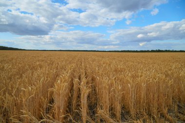 Buğday tarlasında hasat makinesini mavi gökyüzüyle birleştir.