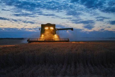 Buğday tarlasında hasat makinesini mavi gökyüzüyle birleştir.