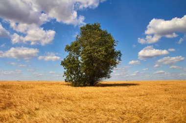 Olgun buğday tarlasında bir ağaç. İyi hasat. Yaz manzarası