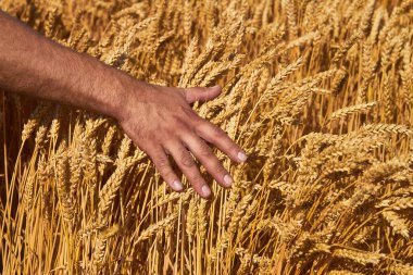 Çiftçinin eli ve olgunlaşmış buğday hasadı