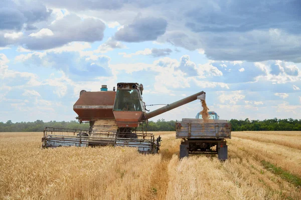 Çok Eski Bir Hasatçı Tarlada Çalışıyor Buğday Biçiyorum — Stok fotoğraf