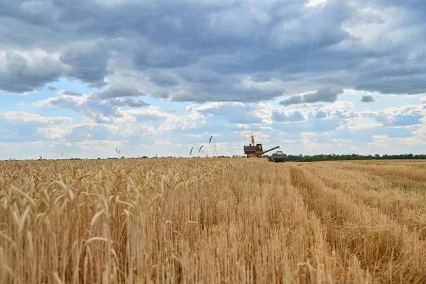 Buğday Tarlasında Hasat Makinesini Mavi Gökyüzüyle Birleştir — Stok fotoğraf