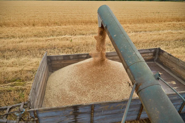 Kombinera Skördare Ett Vetefält Med Blå Himmel — Stockfoto