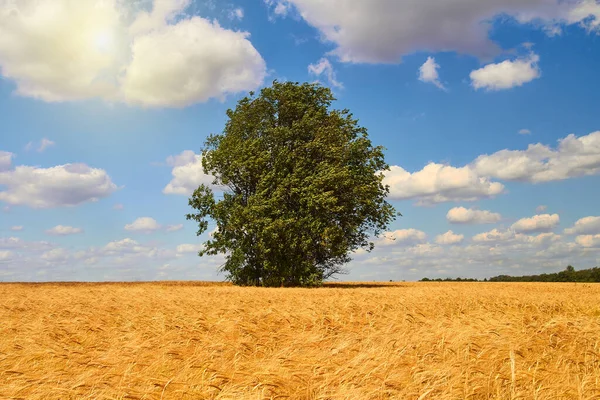 熟した小麦の分野での木 収穫はいい 夏の風景 — ストック写真