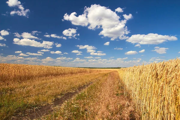 Weg Het Tarweveld Zomer Blauwe Lucht Witte Wolken — Stockfoto