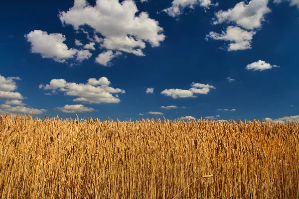 Rijp Tarwe Blauwe Lucht Met Witte Wolken — Stockfoto