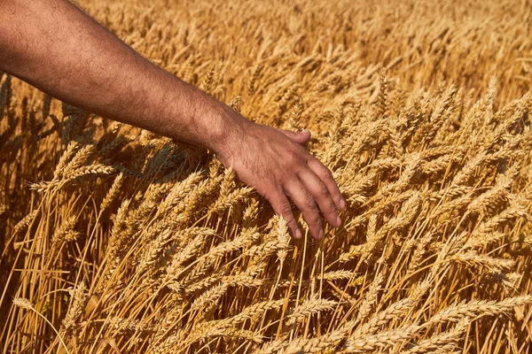 Main Agriculteur Récolte Mûre Blé — Photo