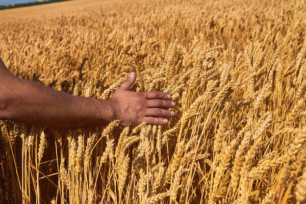 The farmer's hand and the ripe harvest of wheat