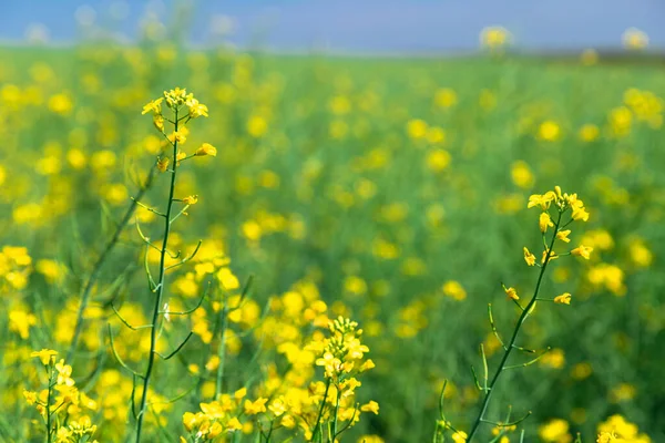 Gele Veld Koolzaad Plantage Rijpe Koolzaad Gewas — Stockfoto