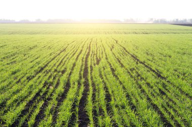 Bahar yeşili tarlada genç buğday filizleri.