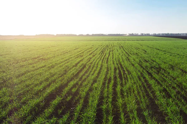 Young Shoots Winter Wheat Spring Green Field Stock Picture