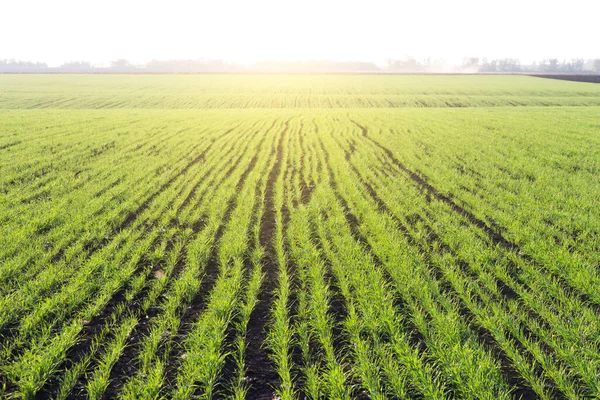 Young Shoots Winter Wheat Spring Green Field Stock Photo