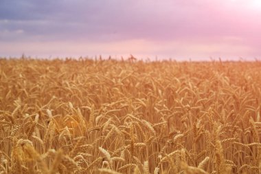 Gün batımında manzara buğday tarlası ve güzel renkli gökyüzü
